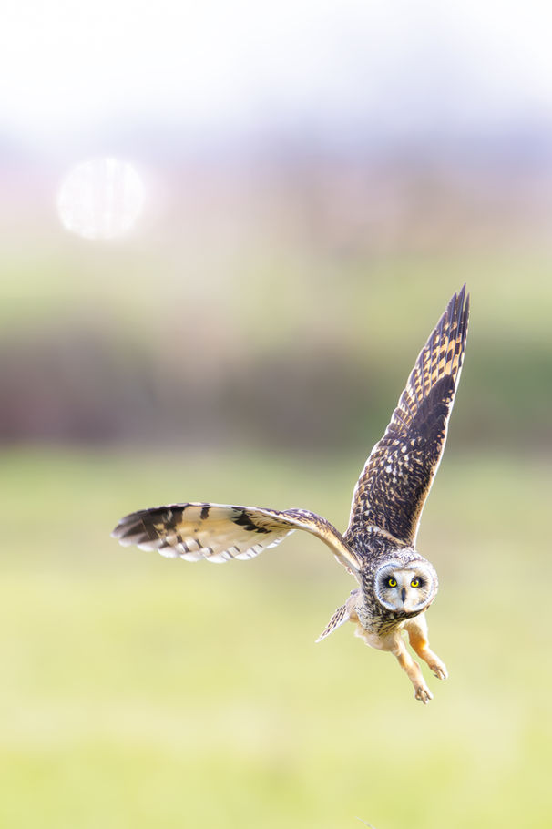 Hibou des marais — « Un regard au passage », photographie nature au format portrait par Valentin Marcheguay