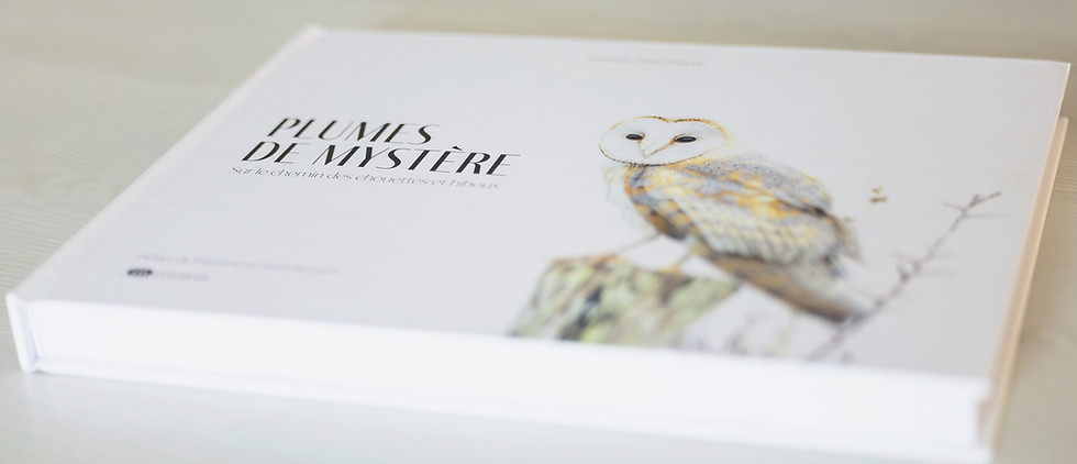 Livre Plumes de mystère ouvert sur une illustration d’effraie des clochers