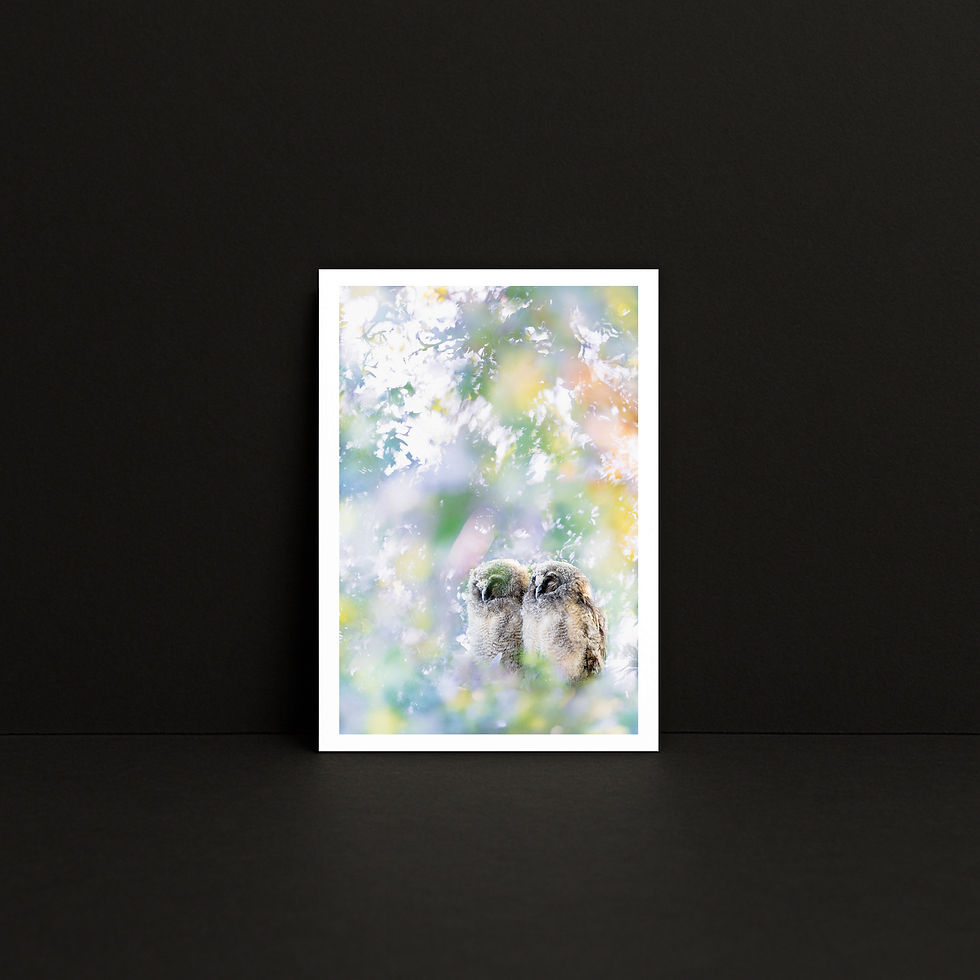 Petit tirage photo A5 « Duo pastel » — Hibou moyen-duc, présenté dans un mockup carré