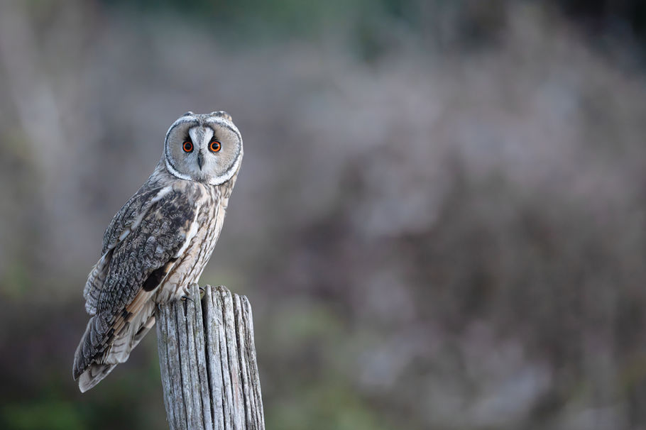Hibou moyen-duc — « Jamais bien loin », photographie nature au format paysage par Valentin Marcheguay