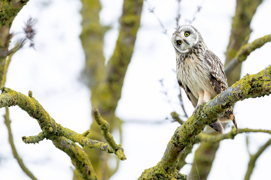 Hibou des marais — « De grâce et de malice », photographie nature au format paysage par Valentin Marcheguay