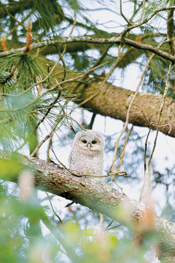 Chouette hulotte — « La petite hulotte », photographie nature au format portrait par Valentin Marcheguay