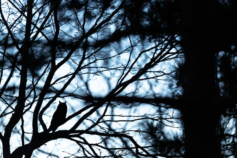 Hibou moyen-duc — « Promesses d’un hiver », photographie nature au format paysage par Valentin Marcheguay