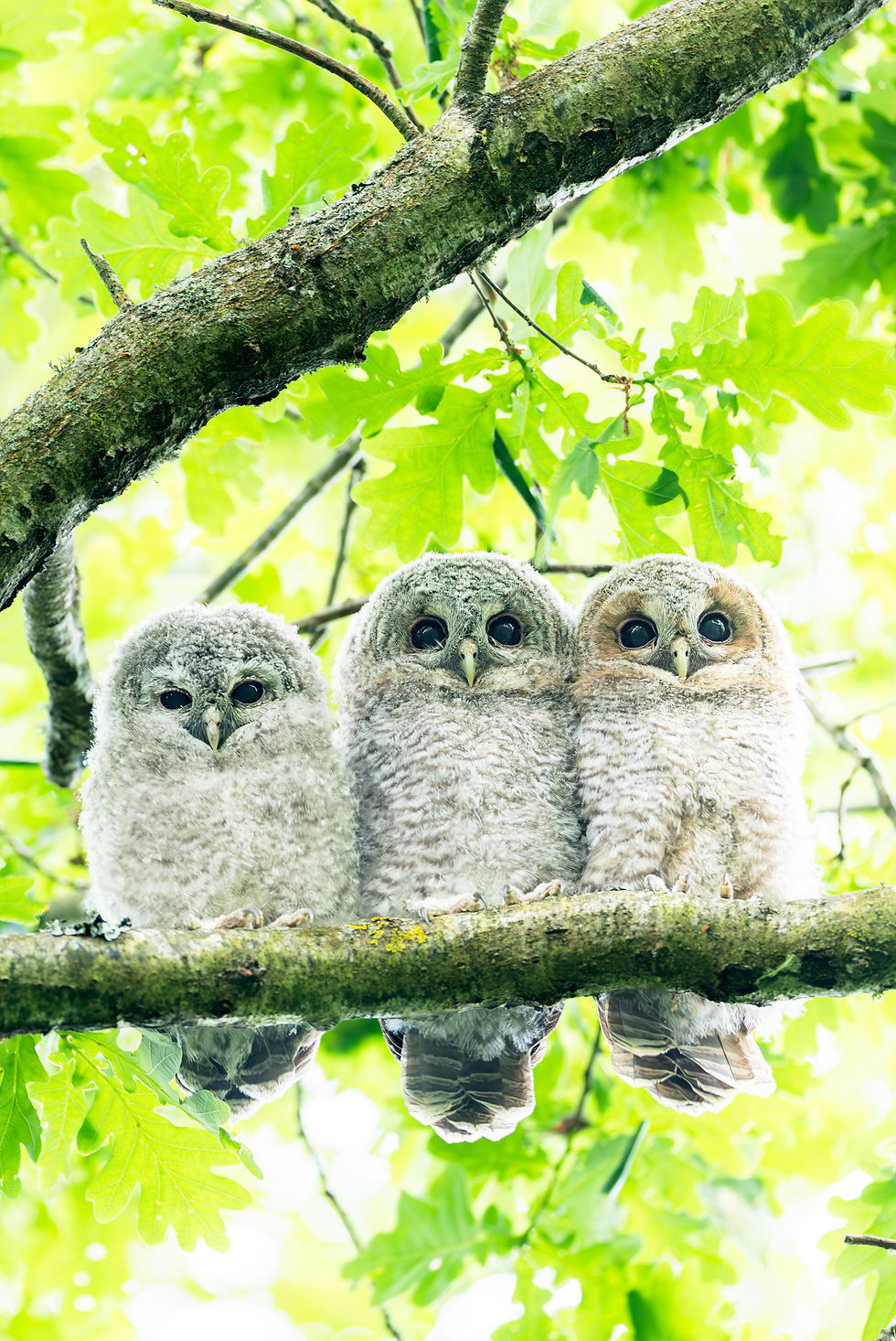 « Hulottons » : trois jeunes chouettes hulottes alignées sur une branche sous un feuillage vert.