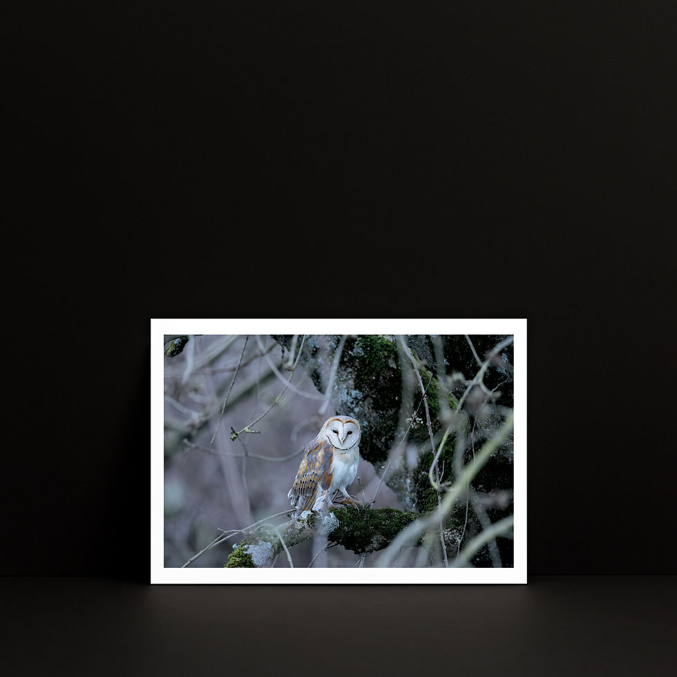 Petit tirage photo A5 « Crépuscule violet » — Effraie des clochers, présenté dans un mockup carré