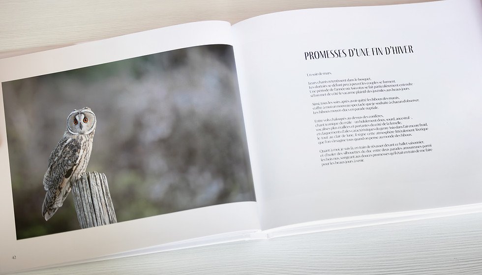Pages du livre Plumes de mystère avec un Hibou moyen-duc posé sur un piquet