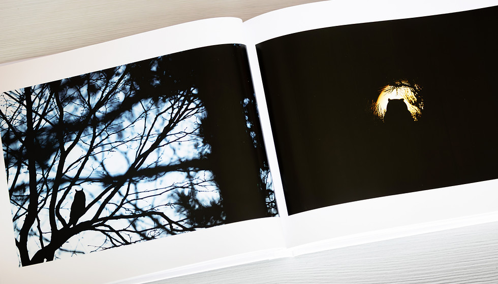 Double page nocturne du livre Plumes de mystère consacrée au Hibou moyen-duc