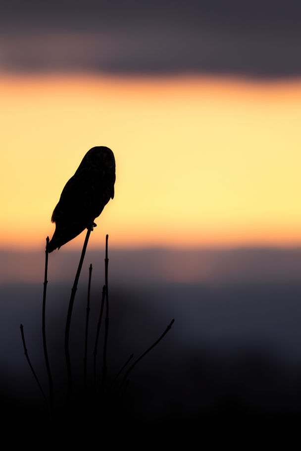 « De jour et de nuit - Portrait » encadré : silhouette de hibou des marais sur de fines tiges devant un ciel doré et violet.