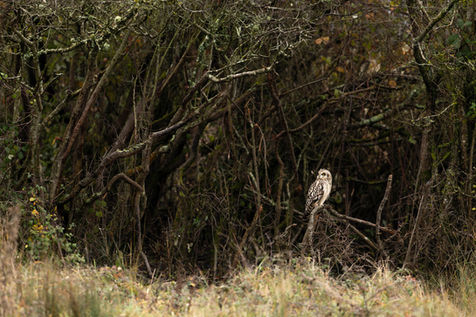 Hibou des marais à la lisière sombre d’un bois