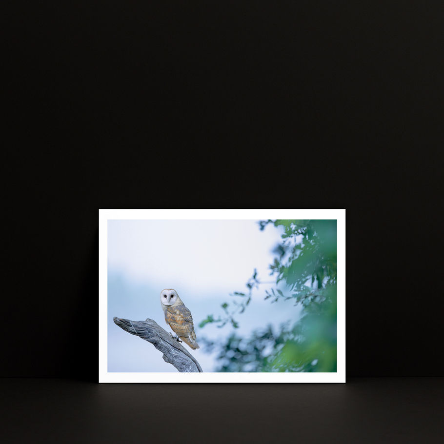 Petit tirage photo A5 « De brume et de silence » — Effraie des clochers, présenté dans un mockup carré