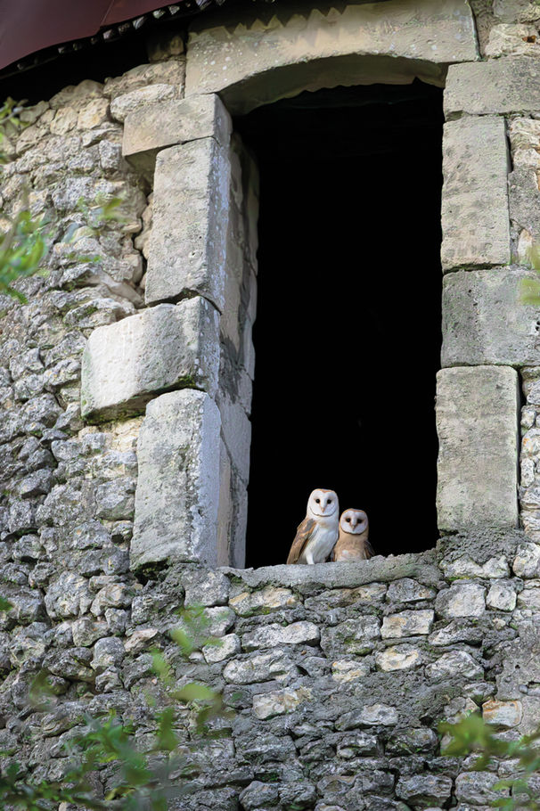 Effraie des clochers — « Par-delà les murs », photographie nature au format portrait par Valentin Marcheguay