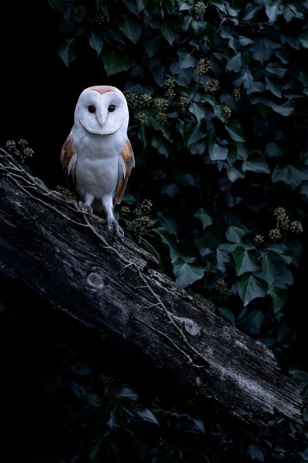 Effraie des clochers — « La maison hantée », photographie nature au format portrait par Valentin Marcheguay