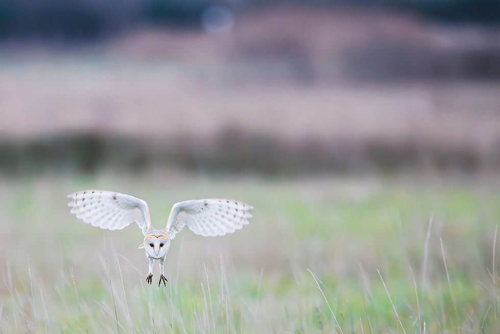 Effraie des clochers — « Papillonnage », photographie nature au format paysage par Valentin Marcheguay
