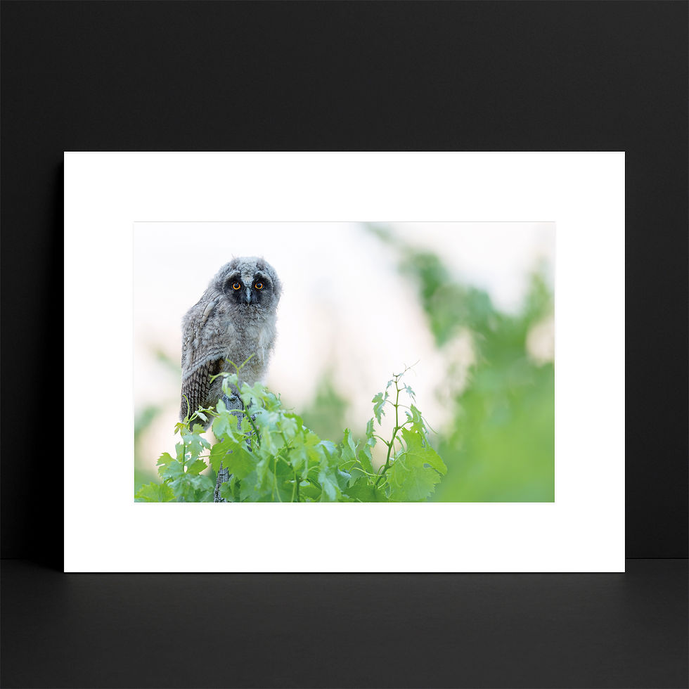 « Bon cru » encadré : un jeune hibou moyen-duc posé sur un piquet au milieu de feuilles de vigne.