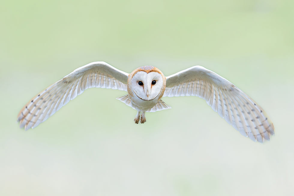 Effraie des clochers en vol de face, ailes déployées sur un fond vert pâle.