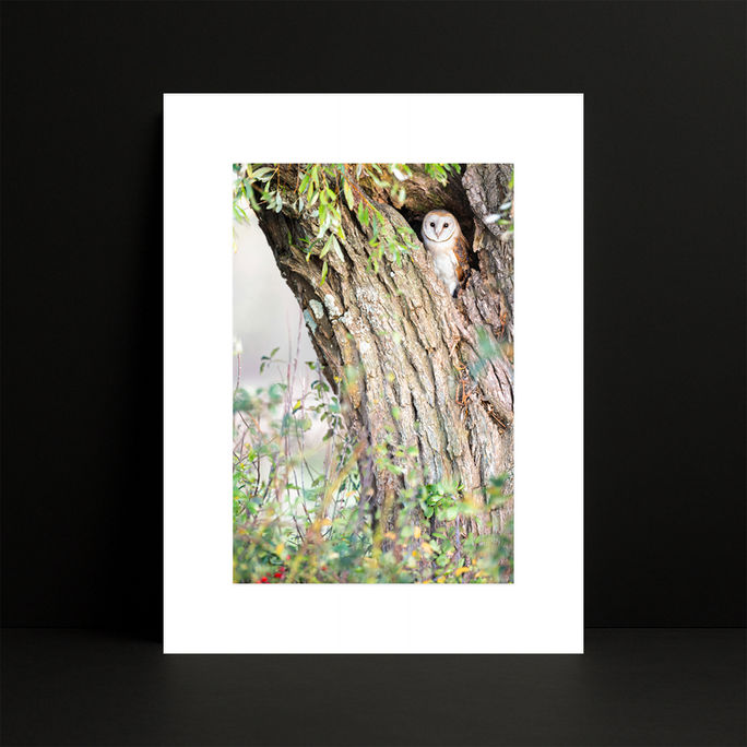 Tirage encadré « Tyto & Salix alba » : une Effraie dans la cavité d’un arbre, sur fond de mur noir.