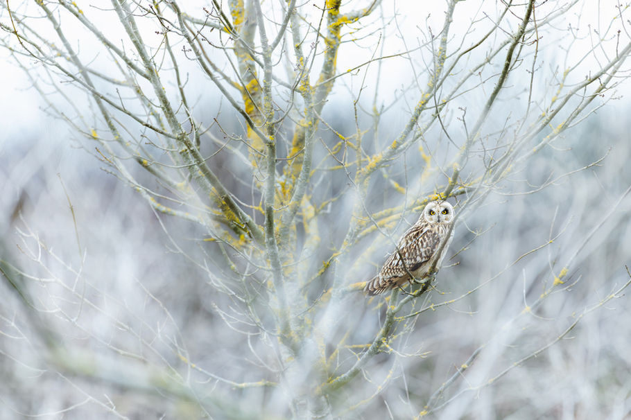 « Trame d’hiver » encadré : hibou des marais parmi des branches hivernales pâles couvertes de lichens.