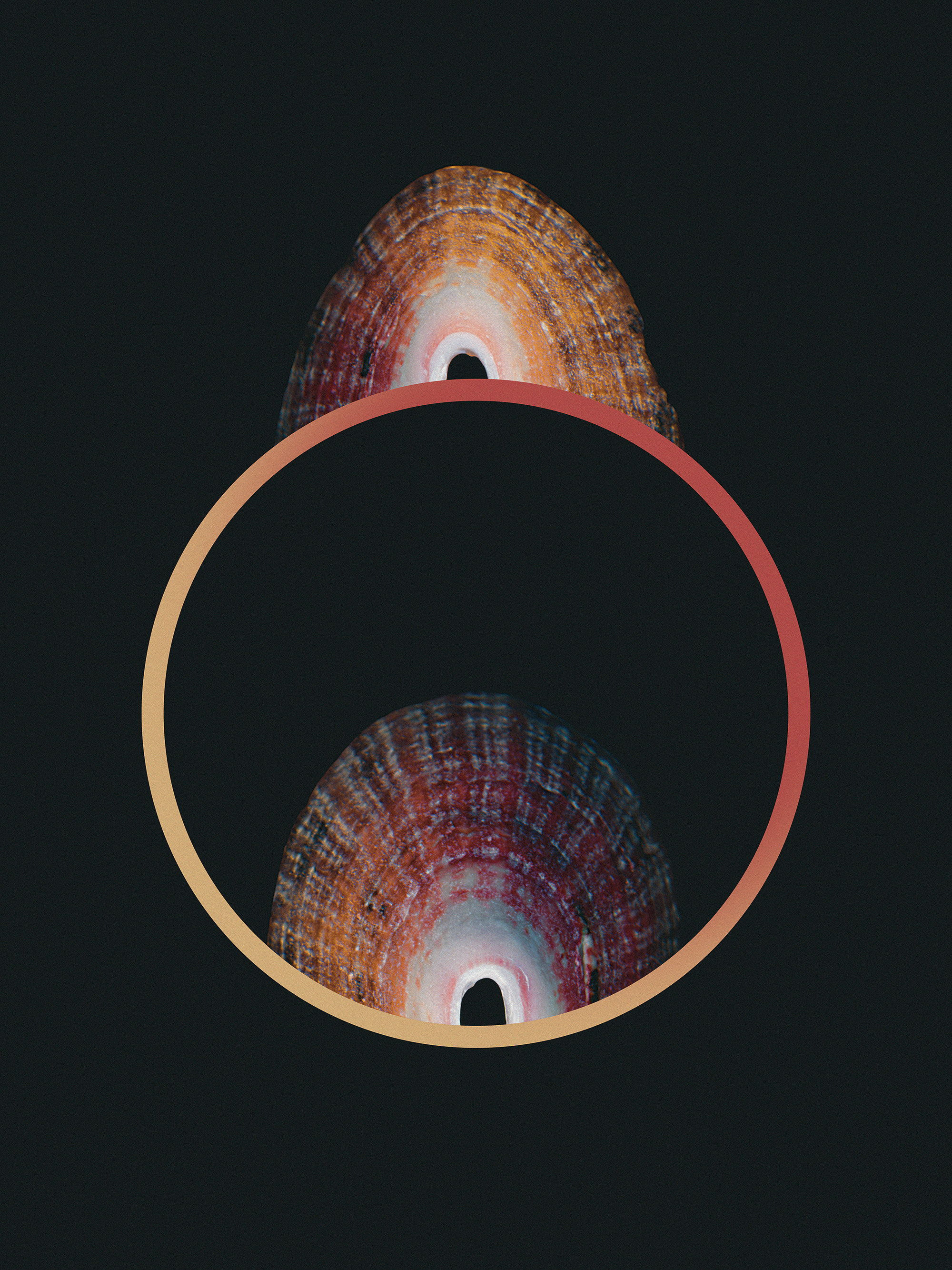 "See Shell"