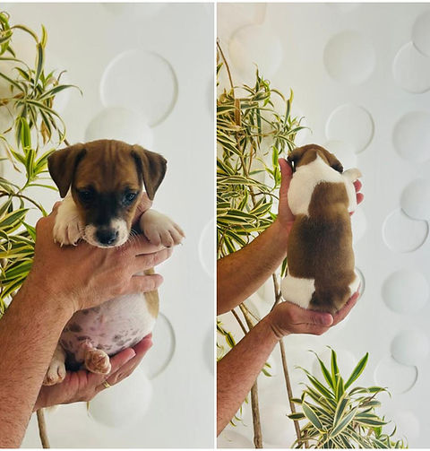 WhatsApp Image 2026-03-02 at 12.37.55.jpeg