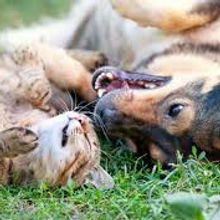 dog and cat.jpeg
