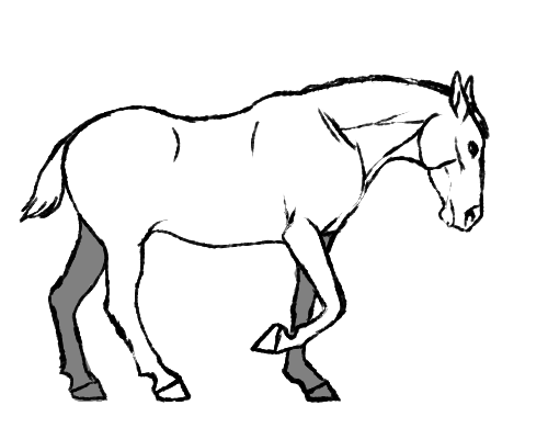 horse move.gif