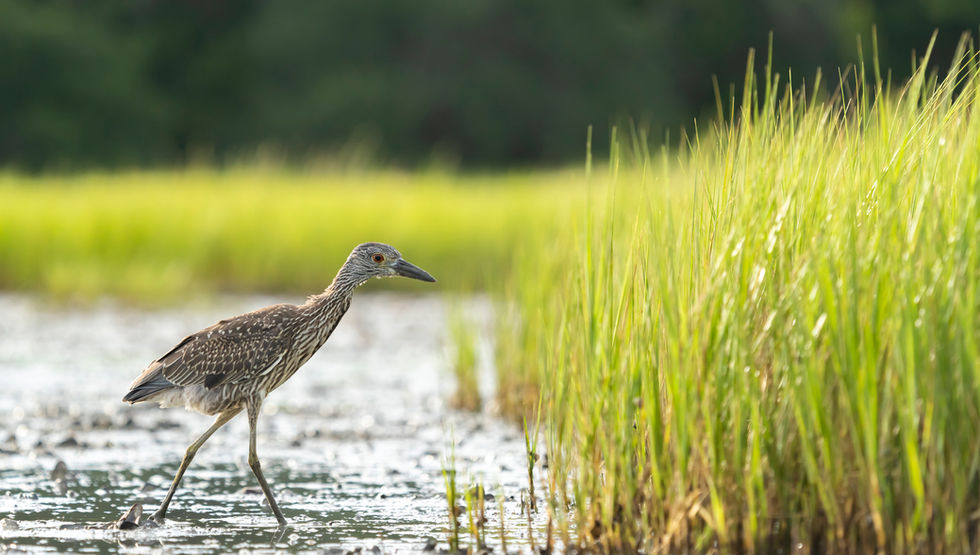 Heron Pitt 0501