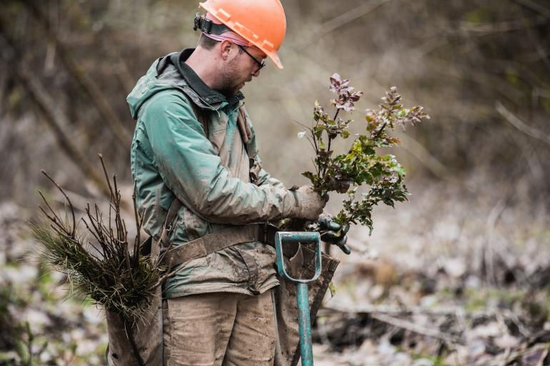 Oregon & Washington | Statewide Wildfire Reforestation