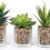 Thumbnail: Assorted Artificial Succulent Pots