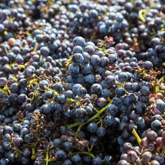 A Estação Muda o que Ocorreu