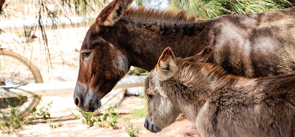 Salt Cay Donkeys