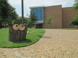 Braydon Gold Googly Eyes