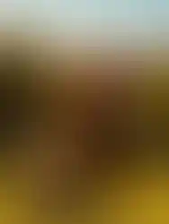 westerntshirt_westernoutfit_reitbekleidung_shirts_cowgirl_ranch_girls_westernmode_oswsa_westernreitbekleidung_damen_tanktop