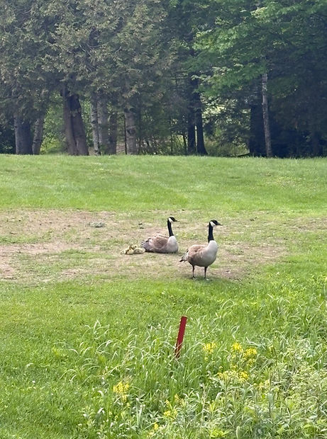 Nature DCC 2.jpeg