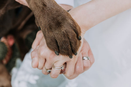 A dog paw with a bride and groom after their wedding