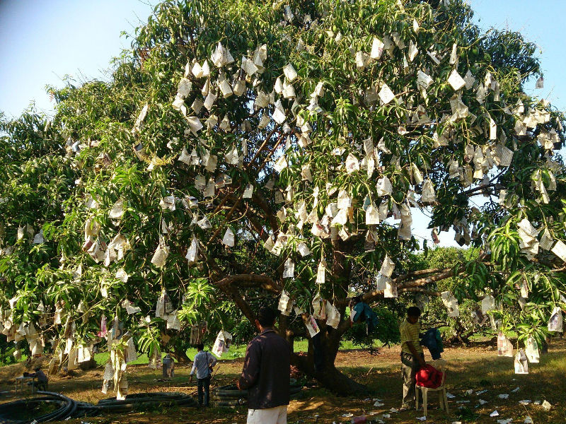 Can You Harvest Fruits From a Neighbor’s Tree That Hang Over Your Yard?