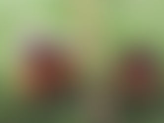 Actions for claiming land ownership and possession