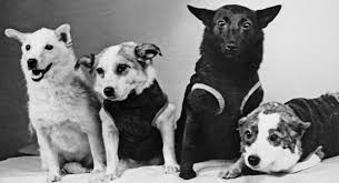Soviet space dogs Strelka, Zvezdochka, Chernushka, and Belka