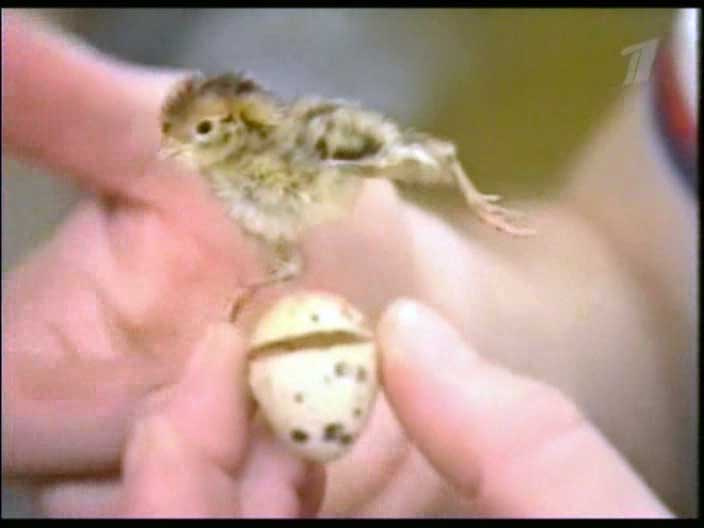 Film frames from a documentary showing egg transport, hatching, and a quail chick in space on Mir
