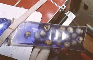 Quail egg experiment onboard Mir