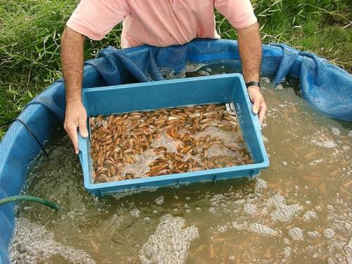 Miniatura: Classificador de Peixes