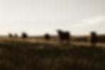 ranch-1.jpg