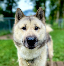 chien de traineau traineau dingo