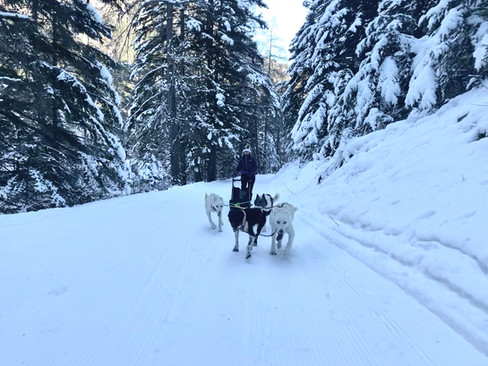 Initiation conduite traineau-dingo freissinières