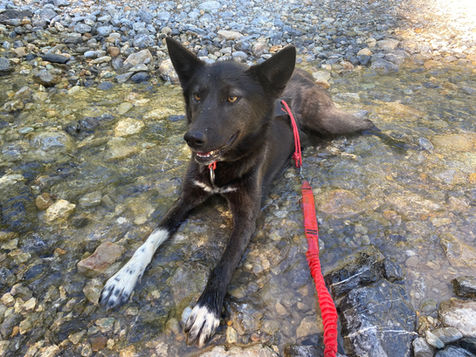 chien de traineau traineau dingo freissinieres