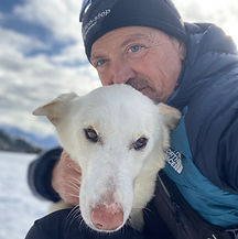 alaskan husky traineau dingo