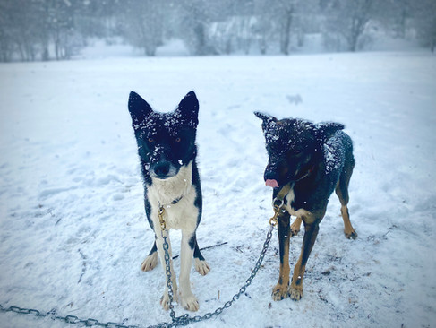 arès et arguin traineau-dingo