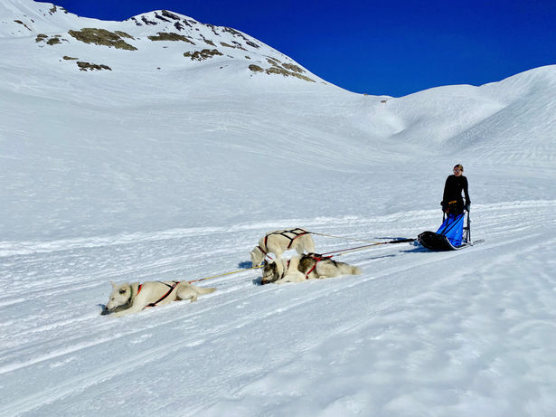 initiation à la conduite traineau-dingo