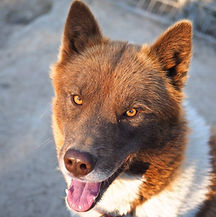 chien de traineau traineau dingo