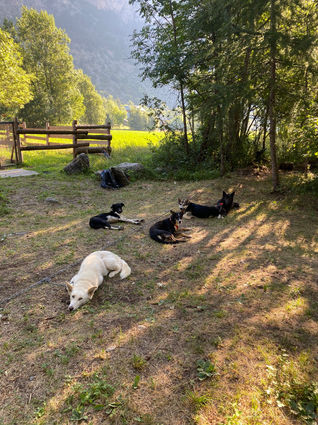chiens de traineau traineau-dingo