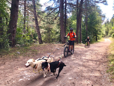 cani-trottinette traineau-dingo freissinieres